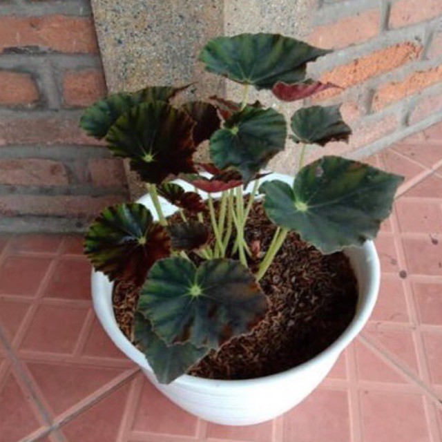 Tanaman hias begonia tiger rimbun