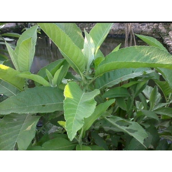 

Promo Daun Sembung Segar 100 Gram Langsung petik New Promo