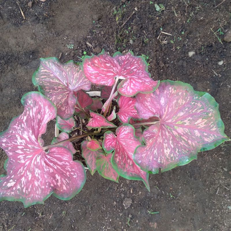 Keladi Worton Tanaman Hias Keladi Lance Worton Anakan