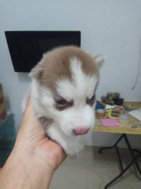 husky dog harga