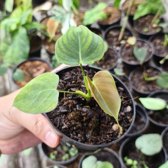 Philodendron Lupinum