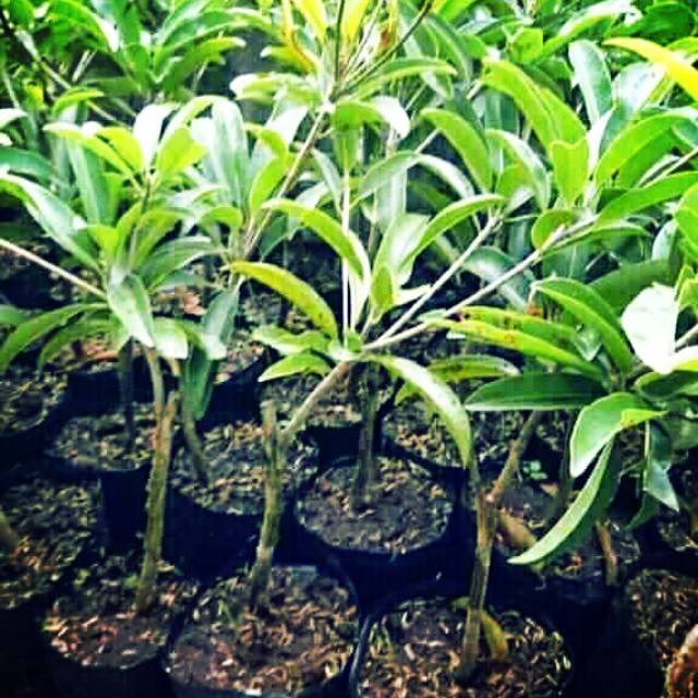 Paket ekonomis 6 bibit sawo jumbo