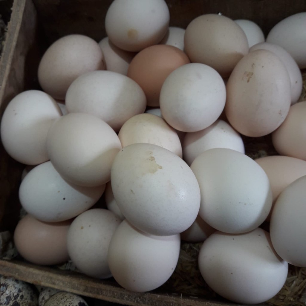 Telur Ayam Kampung Mentah