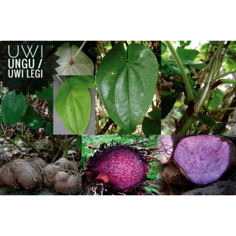 

(1kg)UBI UWI UNGU MENTAH/READY FRESH