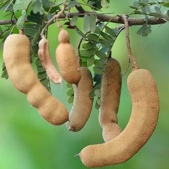 Benih ASEM Jawa [isi-7] - Biji Bibit Tanaman Asam