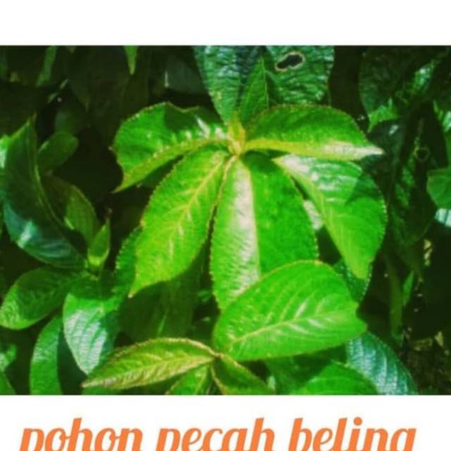 Pohon keji beling pecah beling tanaman herbal daun keji beling