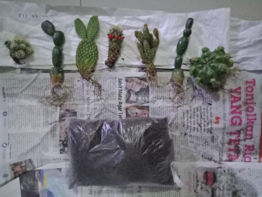 Sukulen Dan Kaktus Mini (opuntia Rufida Var. Monstruosa)