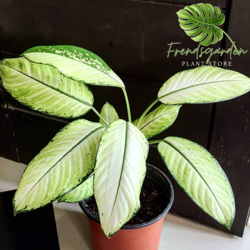 Tanaman Hias  - Aglonema Tissue - Blanceng putih