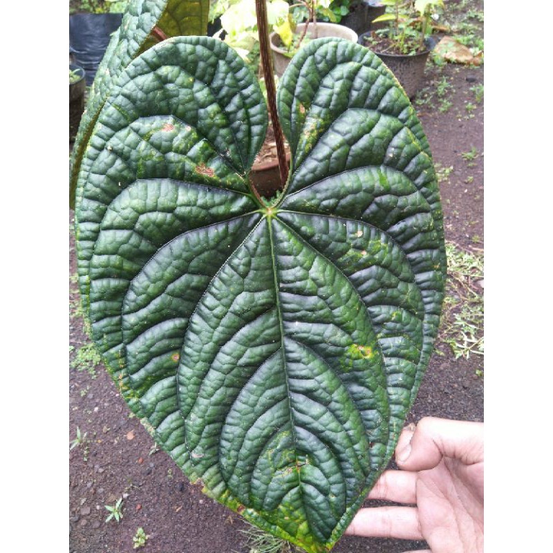 Anthurium Luxurian Indukan