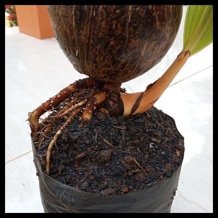 Bonsay Kelapa Minion-Tanaman Bonsai Batok Kelapa Nungging
