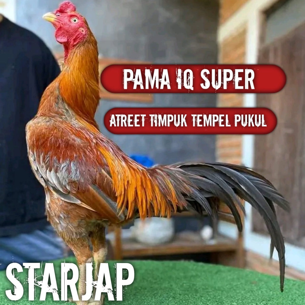 telur ayam bangkok pama super iq perbutir wagkas kelabu