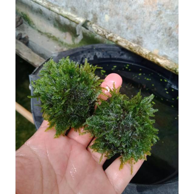 mos peacok media wabikusa