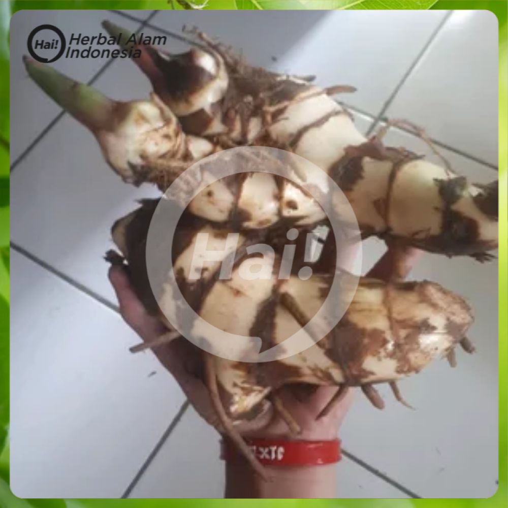 

UMBI GANYO GANYONG GANYOL SEGAR 1 KG HAI STORE