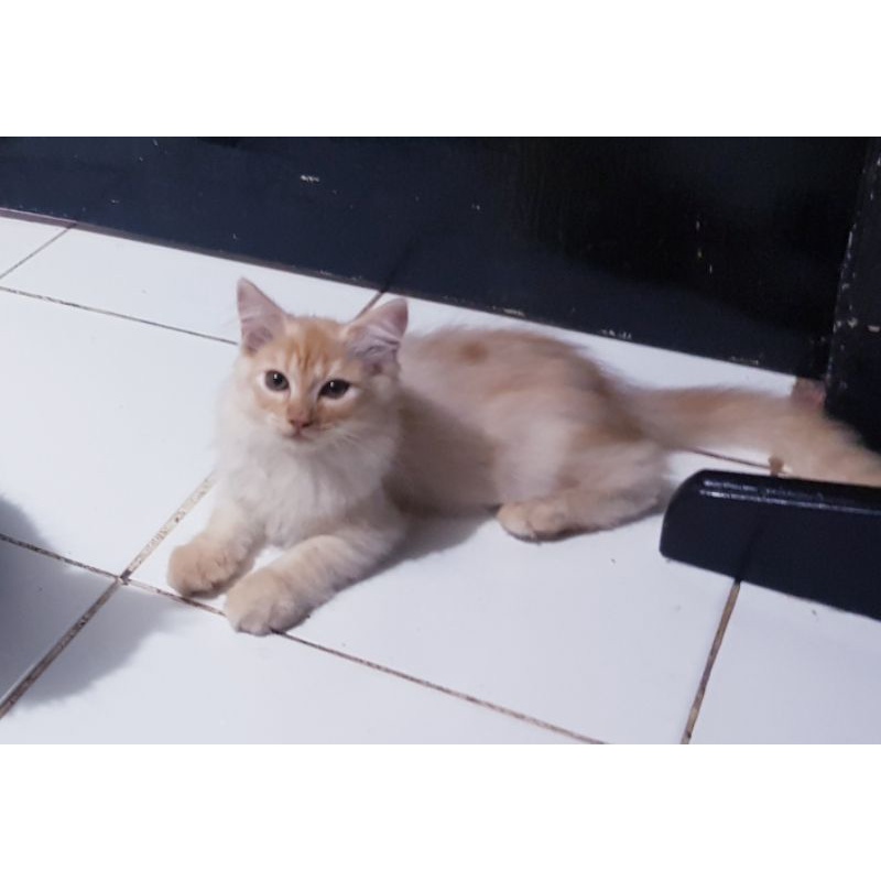 Kucing Persia Anggora 3 bulan Jantan Oren