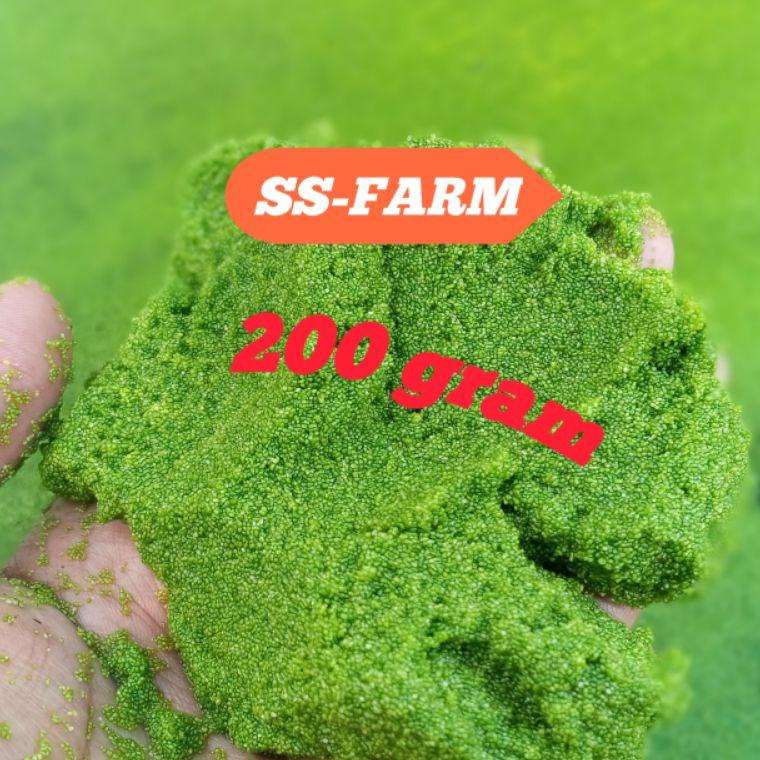 GEG.16Ap22r– bibit wolfia 200 gram indukan wolfia benih wolfia wolffia pakan ikan alami bibit tanama