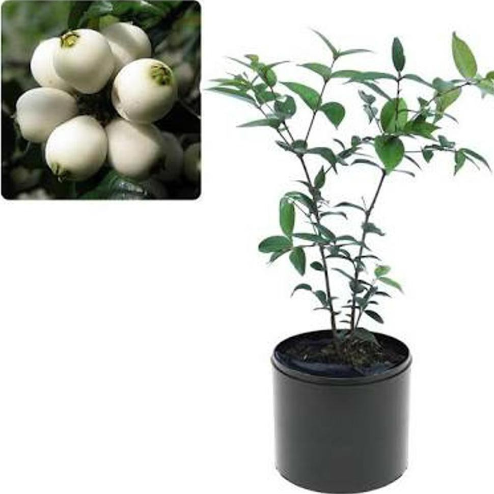 H2O BIBIT TANAMAN BUAH JAMBU NASI 50 CM #_# r_*