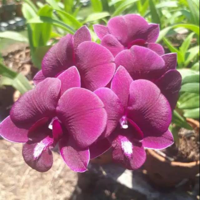 Anggrek Dendrobium Red Dragon Pra Remaja