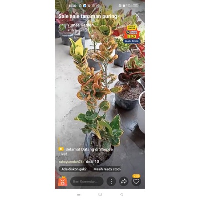 live tanggal 23 agustus@kak rahayuendah74 tanaman puring ( KOIN DAN KURA MERAH )