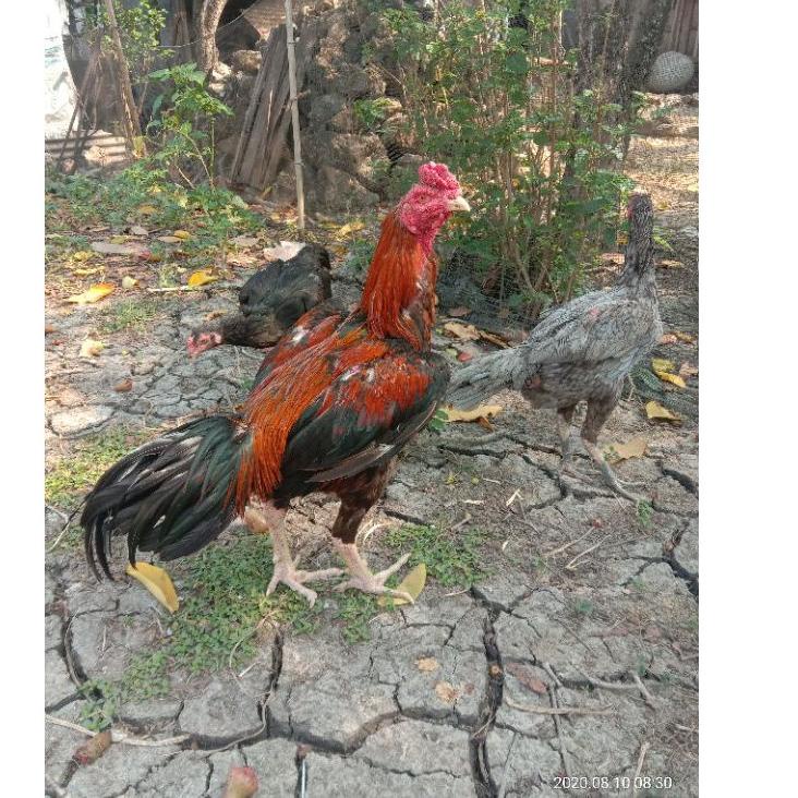 

Telur fertil ayam bangkok super, pacek tinggi besar ukur 6,petarung Handal ➹ ☋ 86[strip]