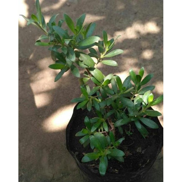 bibit tanaman bibit tanaman kayu stigi / santigi (buat hiasan & t4b