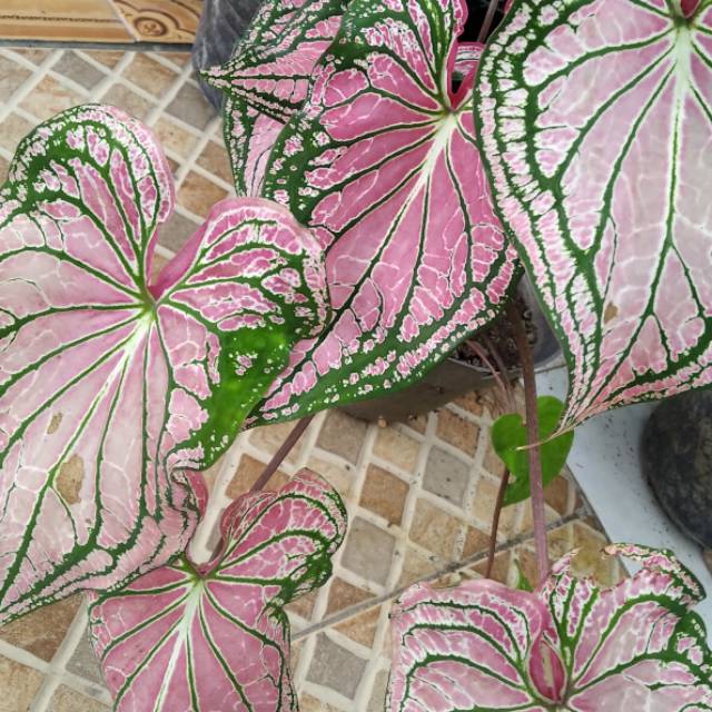 Bunga Caladium Murah Shopee Indonesia