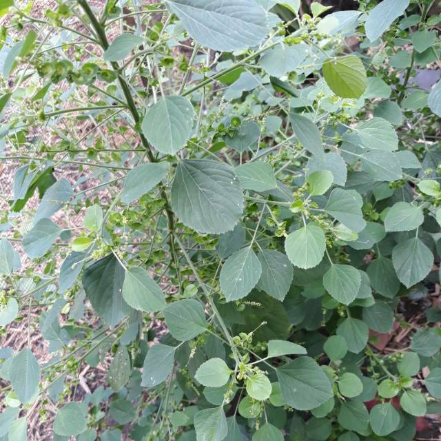 

Herbal 200 gram daun tanaman anting-anting/kucingan