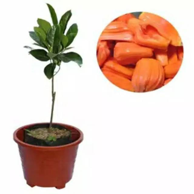 Bibit Nangka Madu / Tanaman  Nangka Madu Cepat Berbuah Hasil Okulasi