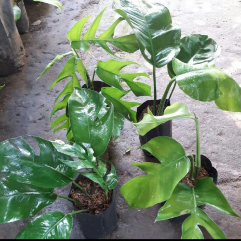 Tanaman hias monstera ekor naga -Bibit monstera ekor naga