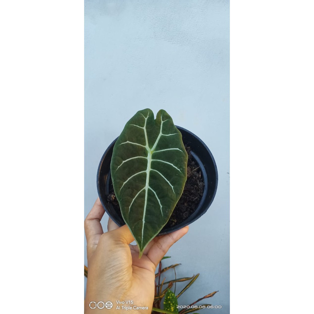 Alocasia Watsoniana