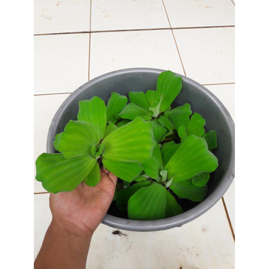 Download Gambar Eceng Gondok Gambar Terbaru HD Download Gambar Eceng Gondok Gambar Terbaru HD