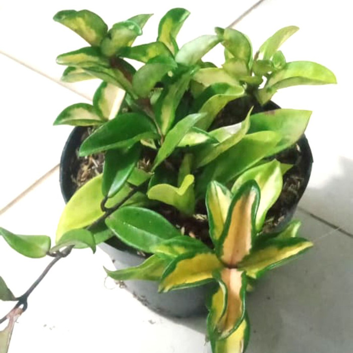 Tanaman Hias Hoya Cornosa | Tanaman Gantung Hoya