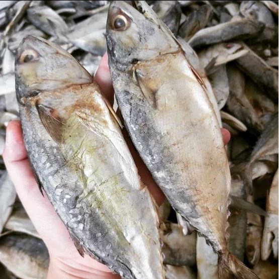 

Ikan Asin PEDA / KEMBUNG 1 kg