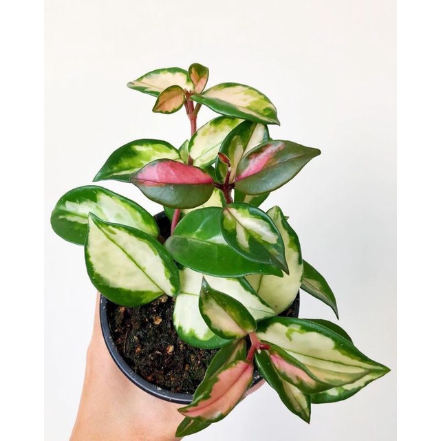 tanaman hias Hoya cornosa tricolor