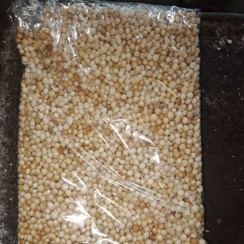 

ketumbar bulat