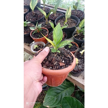 jemani kobra varigata