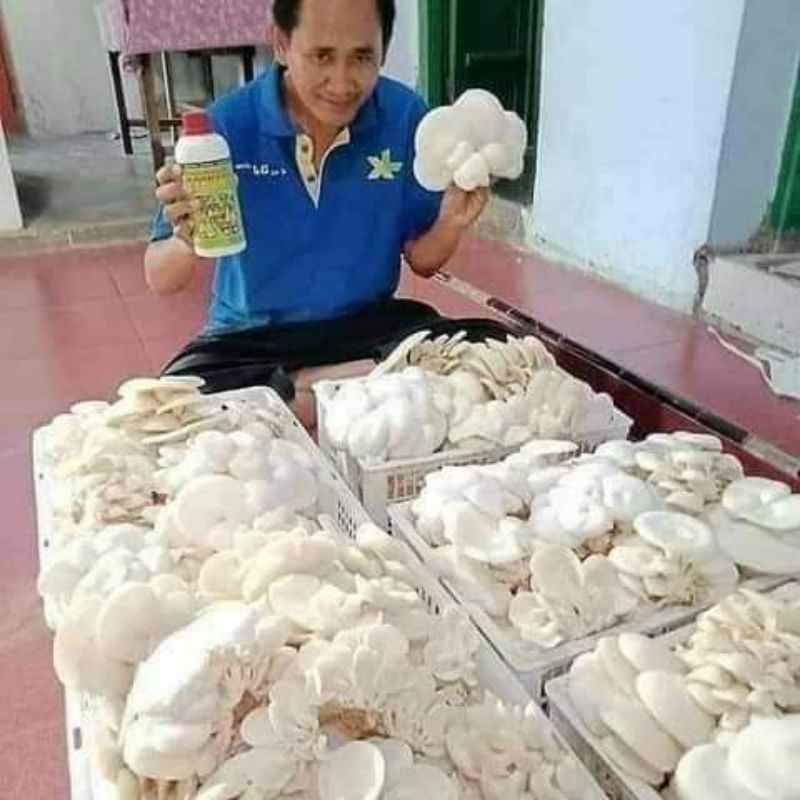 PAKET BUDIDAYA JAMUR TIRAM ORGANIK