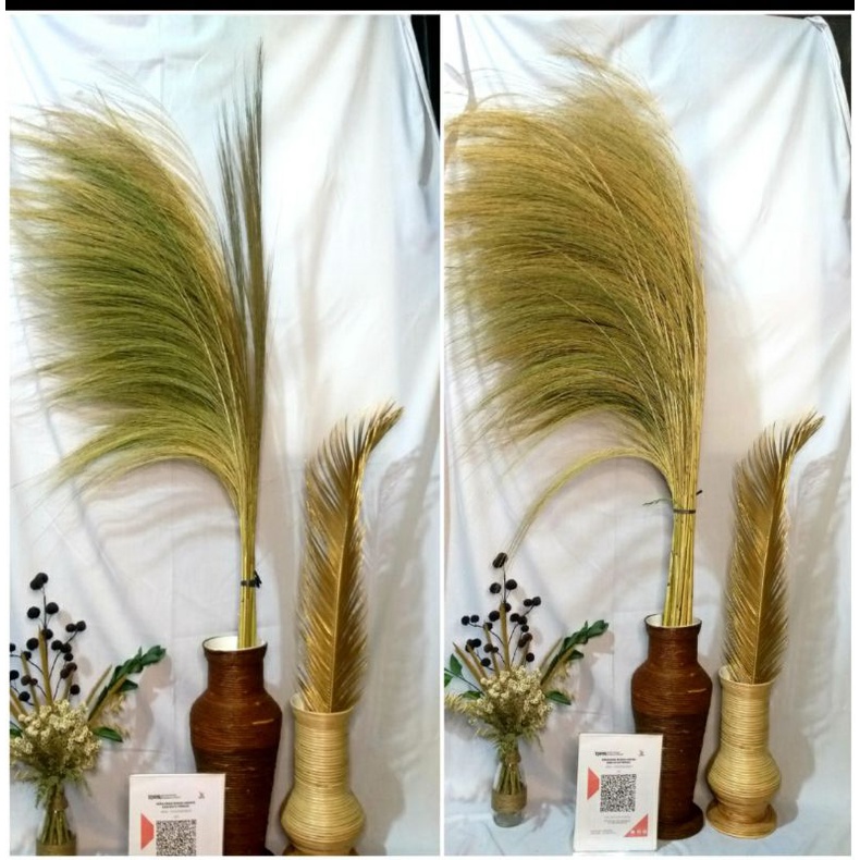 12 rayung  lokal Xl,L variasi / per pcs | pampas coklat murah |bunga kering aestetic