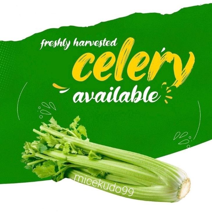 

SELEDRI STIK IMPORT SEGAR 1 KG / CELERY STICK FRESH SLEDRI IMPOR JUMBO