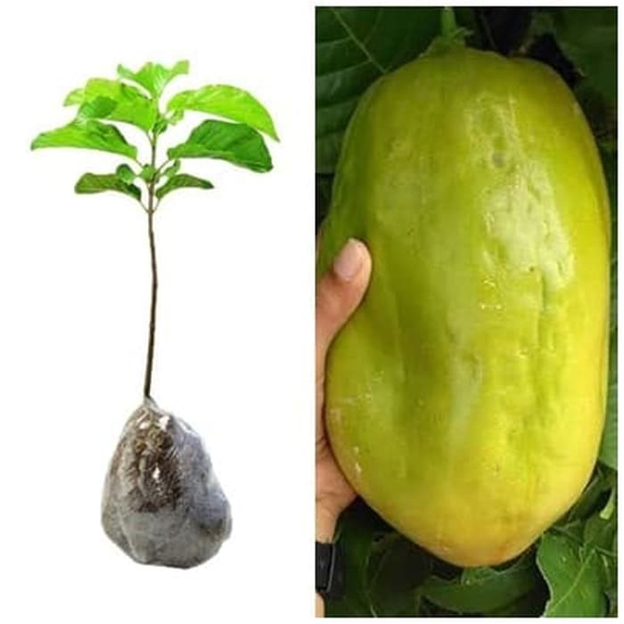 MARKISA JUMBO BIBIT TANAMAN BUAH MARKISA BIBIT MARKISA POHON MARKISA