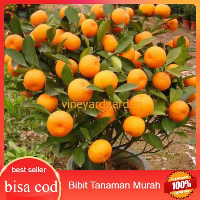 PALING DI CARI Bibit jeruk santang madu