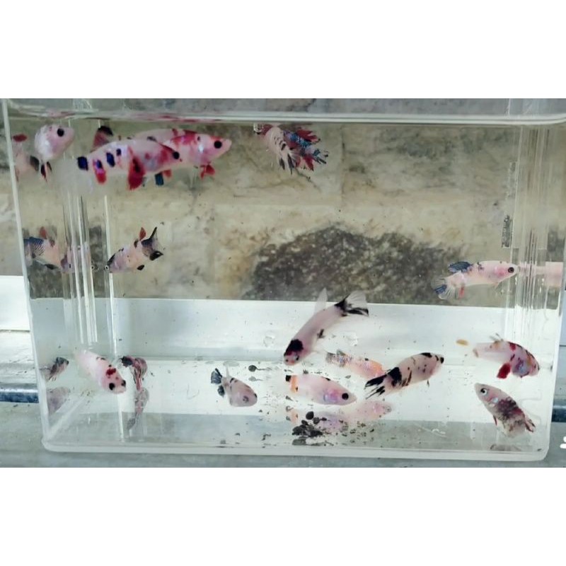 ikan cupang koi galaksi multicolor