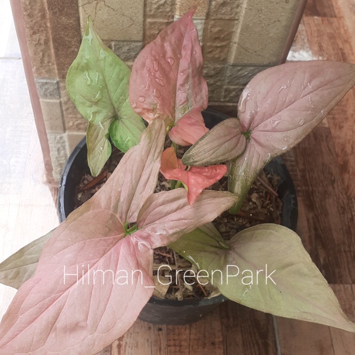 tanaman hias singonium pink dewasa daun rimbun