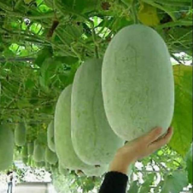 

Buah bligo buah kundur 3kg buah beligo kundur fresh