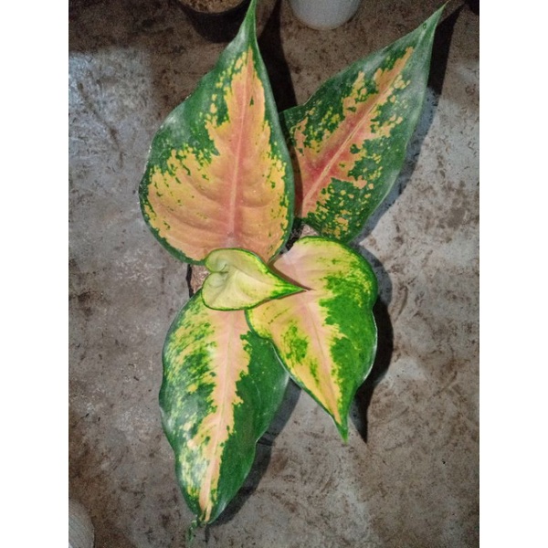 aglonema kocin tembaga