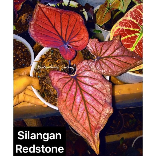 keladi hias hasil silangan Redstone redston red stone caladium indukan seperti di gambar