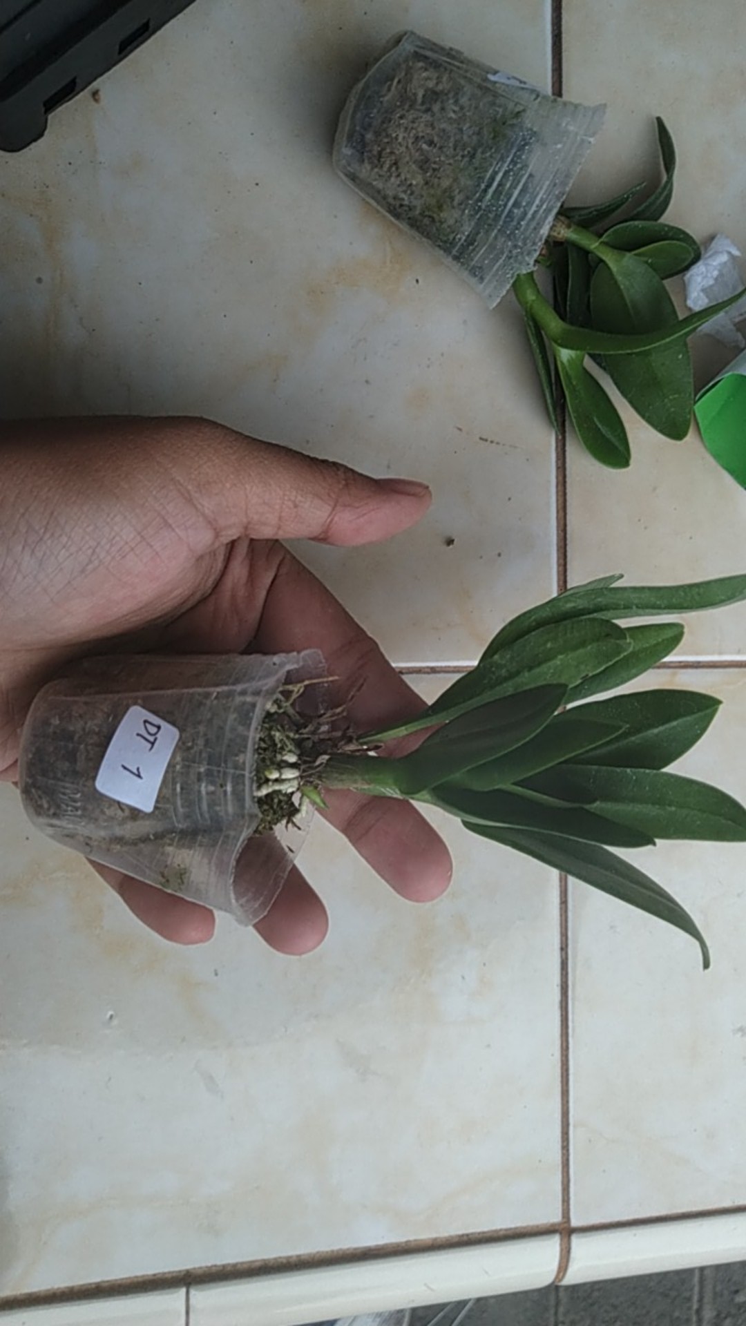 Anggrek Dendrobium Seedling Hybrid Thailand