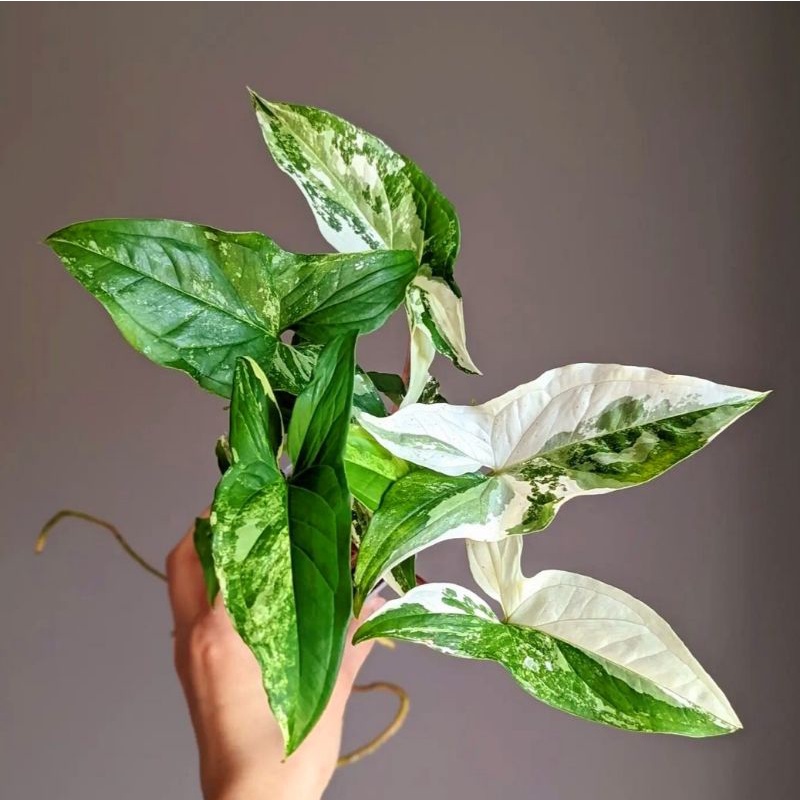 Syngonium varigata putih / bunga syngonium varigata putih / Tanaman outdoor syngonium varigata putih