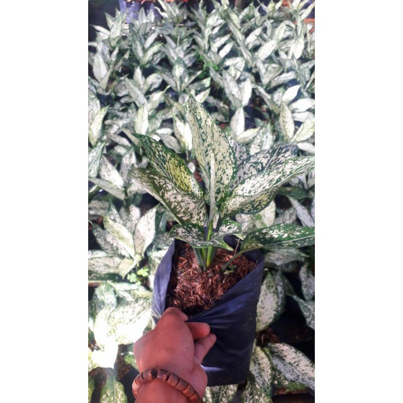 aglaonema snow white