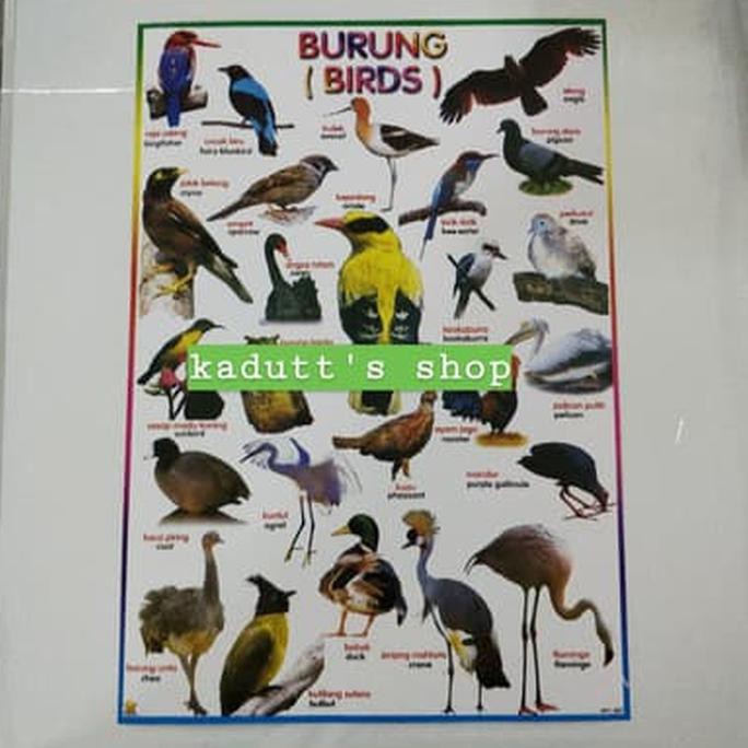 81+ Gambar Gambar Hewan Unggas Terbaru