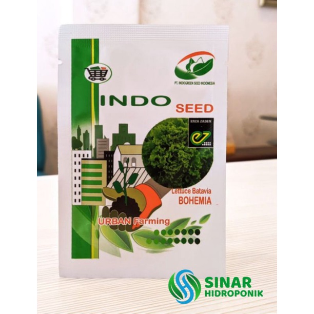 Benih Selada Bohemia Lettuce Batavia Original PT Indogreen